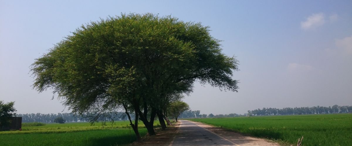 Pakistan International Airlines Sialkot Office in Pakistan